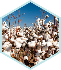 BIGGEST COTTON PRODUCTION AREA  <br/>    high quality raw material stable supplying